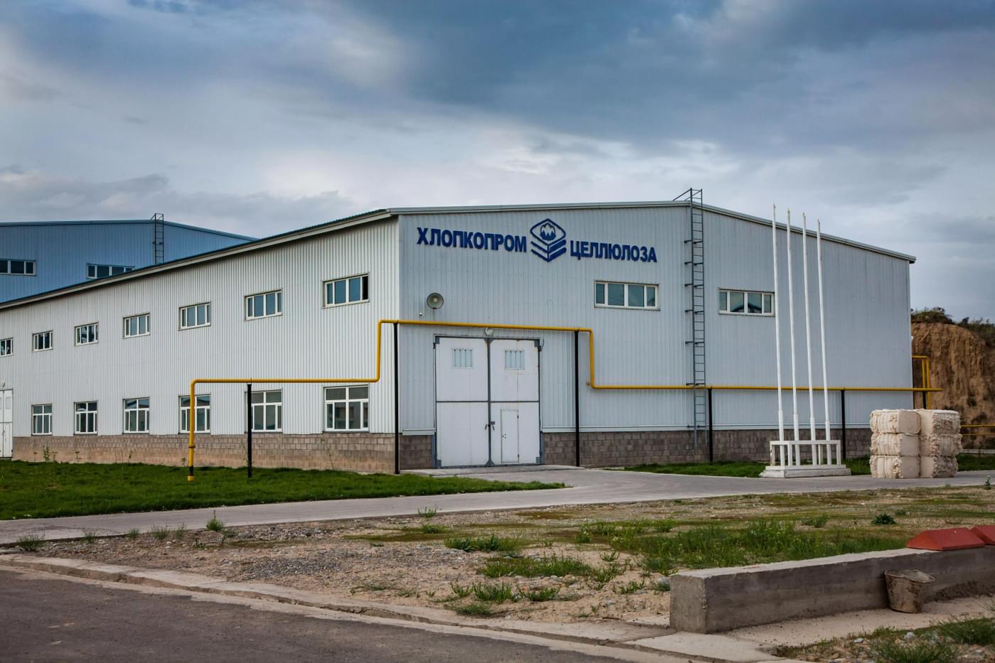 investigations/cotton-plant-kazakhstan.jpg